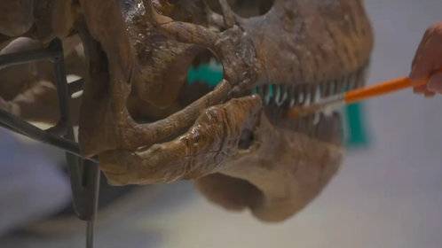 给动物们做整容手术:古生物美容师的工作日常